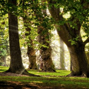 Spiksplinternieuw Fotobehang Bos op maat met bomen in kleur of zwart wit print AA-22