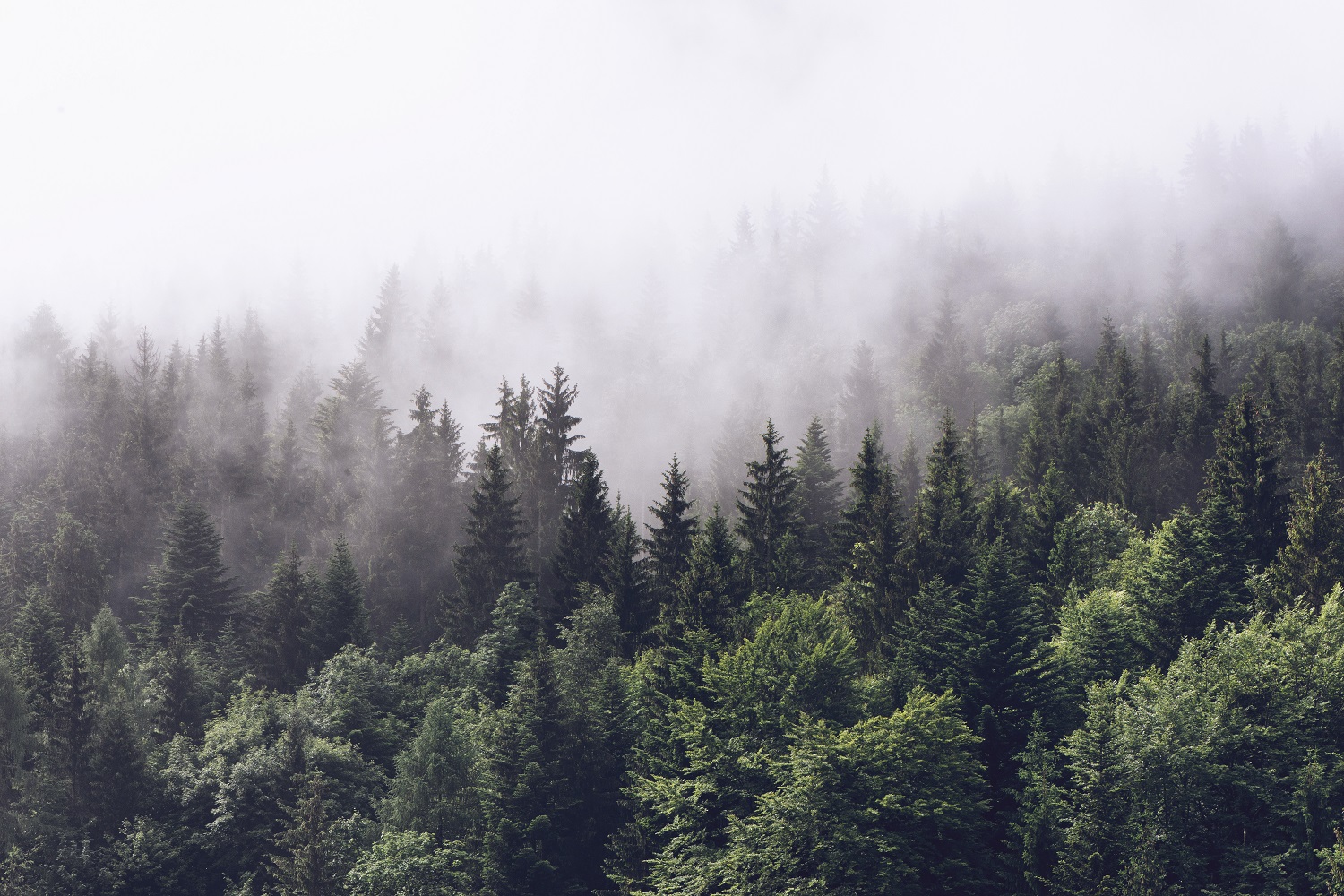 fotobehang bos met mist