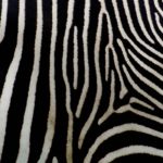 Foto 5 Zebra