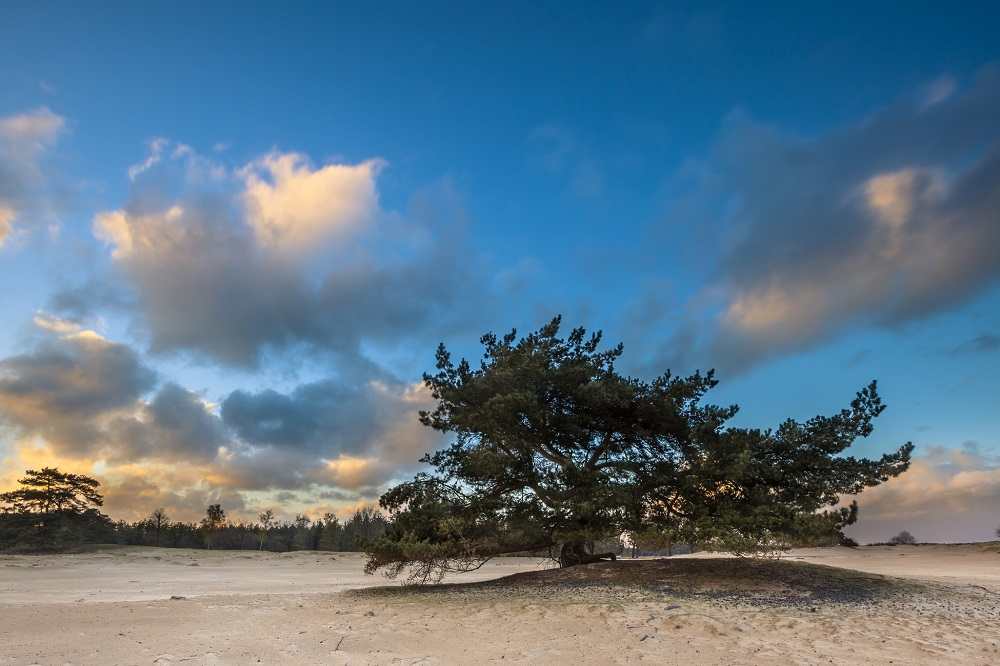 Nationaal Park Drents-Friese Wold in Friesland