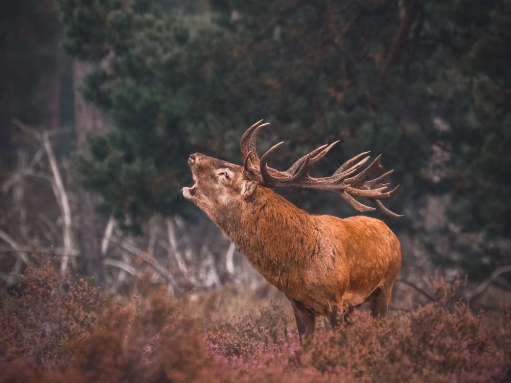 Bronzend Hert Nationale Park De Hoge Veluwe