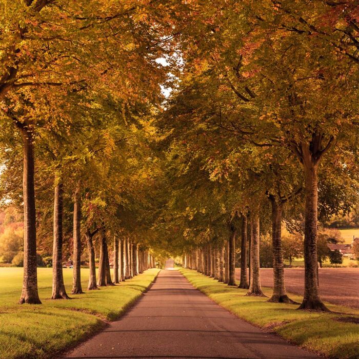 beuk bomen laan herfst