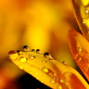 waterdruppels-geel-oranje-behang