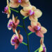 Foto 12 Orchidee