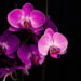 Foto 5 Orchidee