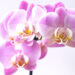 Foto 4 Orchidee