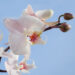 Foto 2 Orchidee