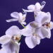 Foto 1 Orchidee